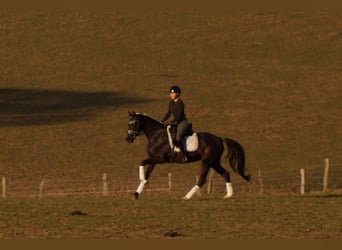 Westphalian, Mare, 6 years, 16 hh, Black