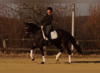 Westphalian, Mare, 6 years, 16 hh, Black