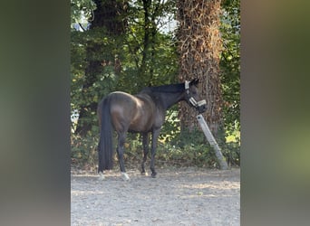 Westphalian, Mare, 6 years, 16 hh, Brown