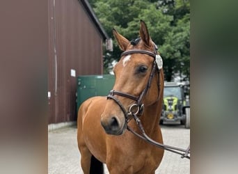 Westphalian, Mare, 6 years, 16 hh, Brown