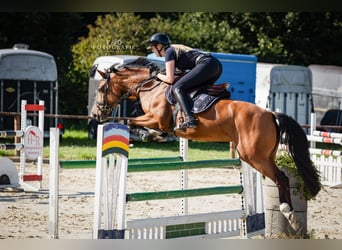 Westphalian, Mare, 6 years, 16 hh, Brown