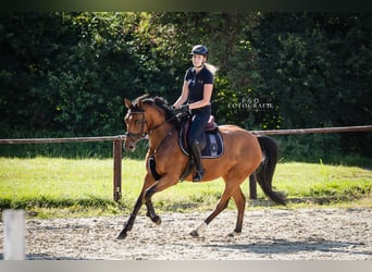 Westphalian, Mare, 6 years, 16 hh, Brown