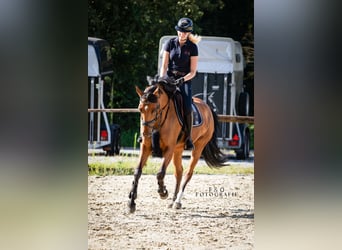 Westphalian, Mare, 6 years, 16 hh, Brown