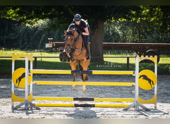 Westphalian, Mare, 6 years, 16 hh, Brown