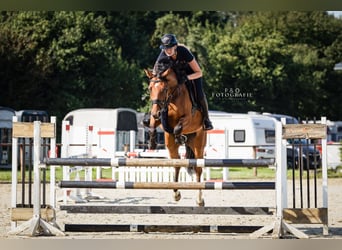 Westphalian, Mare, 6 years, 16 hh, Brown