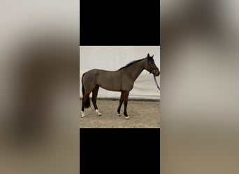 Westphalian, Mare, 6 years, 16 hh, Brown