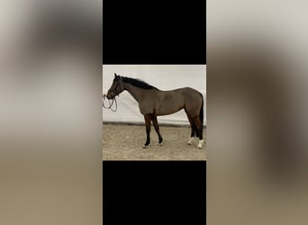 Westphalian, Mare, 6 years, 16 hh, Brown