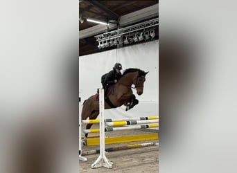 Westphalian, Mare, 6 years, 16 hh, Brown