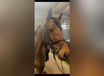 Westphalian, Mare, 6 years, 16 hh, Brown