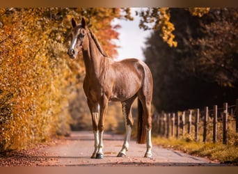 Westphalian, Mare, 6 years, 16 hh, Chestnut-Red