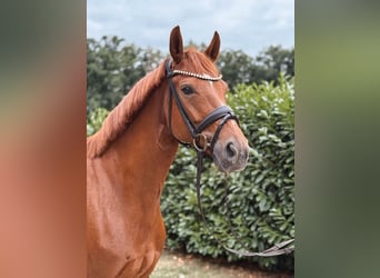 Westphalian, Mare, 6 years, 16 hh, Chestnut-Red