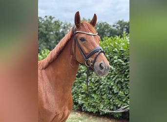 Westphalian, Mare, 6 years, 16 hh, Chestnut-Red