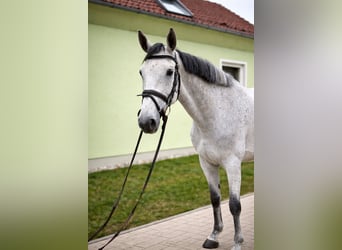 Westphalian, Mare, 6 years, 16 hh, Grey