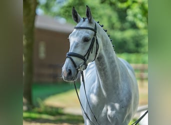 Westphalian, Mare, 6 years, 16 hh, Grey