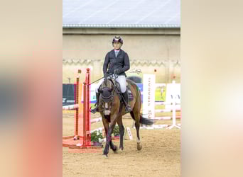 Westphalian, Mare, 6 years, 16,1 hh, Bay-Dark