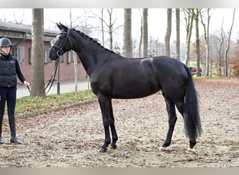 Westphalian, Mare, 6 years, 16,1 hh, Black