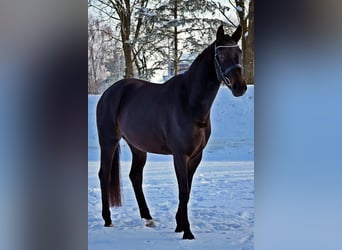 Westphalian, Mare, 6 years, 16,1 hh, Black