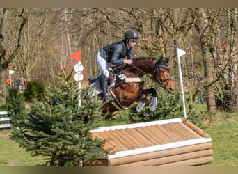 Westphalian, Mare, 6 years, 16,1 hh, Brown