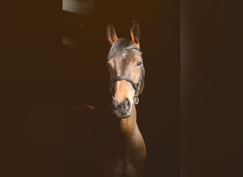 Westphalian, Mare, 6 years, 16,1 hh, Brown