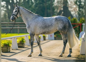 Westphalian, Mare, 6 years, 16,1 hh, Grey