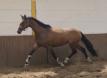 Westphalian, Mare, 6 years, 16,2 hh, Brown