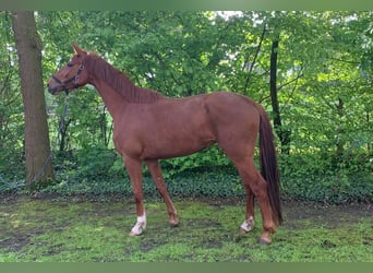 Westphalian, Mare, 6 years, 16,2 hh, Chestnut-Red