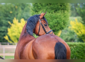 Westphalian, Mare, 6 years, 16,3 hh, Brown