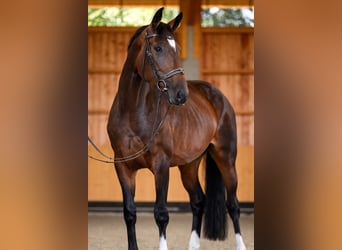 Westphalian, Mare, 6 years, 17 hh, Brown