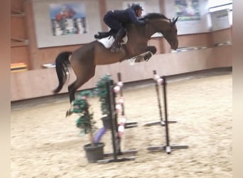 Westphalian, Mare, 6 years, 17 hh, Brown