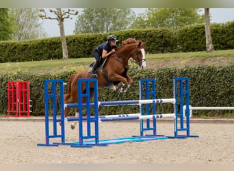 Westphalian, Mare, 6 years, 17 hh, Chestnut-Red