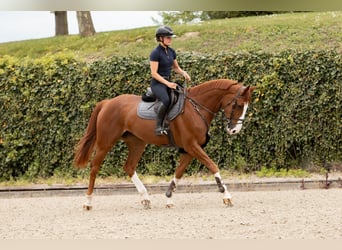 Westphalian, Mare, 6 years, 17 hh, Chestnut-Red