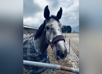 Westphalian, Mare, 6 years, 17 hh, Gray