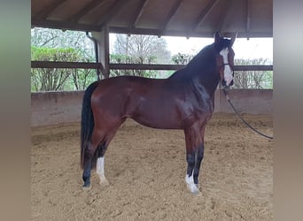 Westphalian, Mare, 6 years, 18 hh, Brown