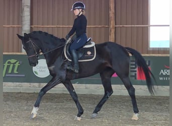 Westphalian, Mare, 6 years, Black