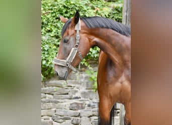 Westphalian, Mare, 6 years, Brown