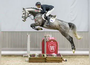 Westphalian, Mare, 6 years, Grey