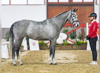 Westphalian, Mare, 6 years, Grey