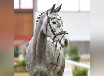 Westphalian, Mare, 6 years, Grey