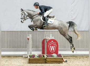 Westphalian, Mare, 6 years, Grey