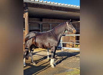 Westphalian, Mare, 7 years, 15.2 hh, Black