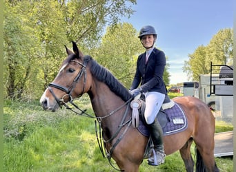 Westphalian, Mare, 7 years, 15.2 hh, Brown