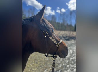 Westphalian, Mare, 7 years, 15.3 hh, Brown
