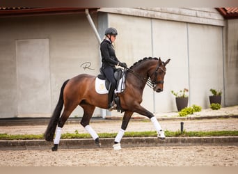 Westphalian, Mare, 7 years, 16,1 hh, Bay-Dark