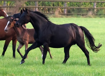 Westphalian, Mare, 7 years, 16,1 hh, Black