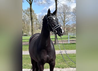 Westphalian, Mare, 7 years, 16.1 hh, Black