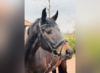 Westphalian, Mare, 7 years, 16,1 hh, Brown