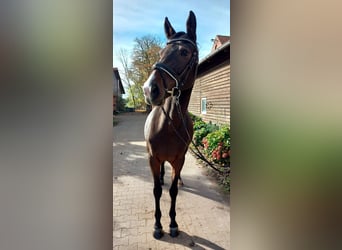 Westfale, Stute, 7 Jahre, 16,1 hh, Brauner