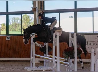 Westfale, Stute, 7 Jahre, 16,1 hh, Brauner