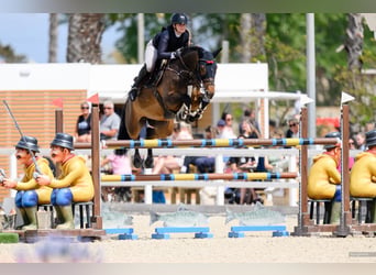 Westphalian, Mare, 7 years, 16.1 hh, Brown