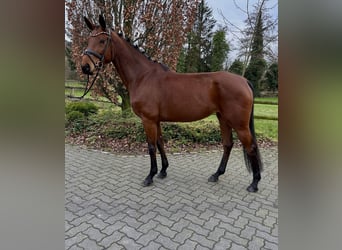 Westphalian, Mare, 7 years, 16,1 hh, Brown